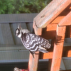 Female Harry Woodpecker resting on my banister.