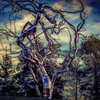 Twisted Tree