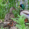 Mallards