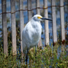Snowy Egret