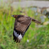 Red Tailed Hawk 