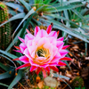 Bloomin cacti