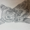 A black bear cub in pencil