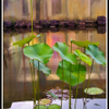 lotus