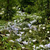 Bear Grass ~ yes, it snowed yesterday in Montana