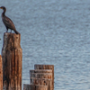 Cormorants at the Old Pier - October 13  2025
