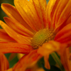 fading mum-1
