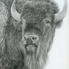 bison-  pencil