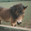 Pony