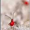 red back