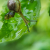 snail again