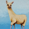 Llama in socks