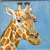 Giraffe Portrait