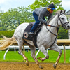 Horses / Equine