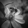 Huntington Bee pic bw