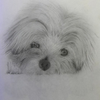Little Dog