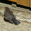 Baby Fledgling Blackbird