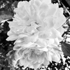 Shades of a Flower