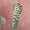 Swallowtail Caterpillar