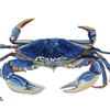 Blue Crab watercolor