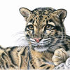 Clouded Leopard