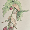 Raspberries