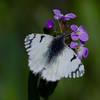click and enlarge