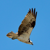Osprey 