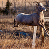 Rocky Mountain Big Horn Sheep, Ewe