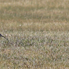 long bill curlew 