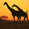 Giraffe - African Wildlife Background - Gold Run