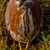 Green Heron - June 28  2025 1