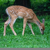 grazing