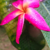 newly fallen flower