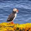 Puffin on Grimsey Island
