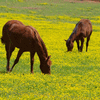 Spring Grazing