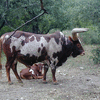 Bull and Baby