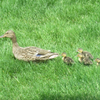 Duck Family