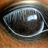 Horses Eye