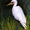 Egret