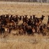 Elk migration