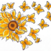 Sunflower Butterfly Petals