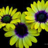Floral Macro