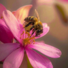 Huntington Bee pic