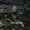 Ratus