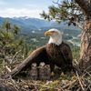 Ultrarealistic wildlife photograph of a bald eagle delpmaspu