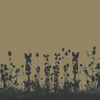 thistle. twilight