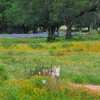 Donkey in the Wildflowers