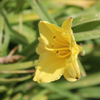 Pretty Flower
