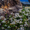 Scenics / Nature